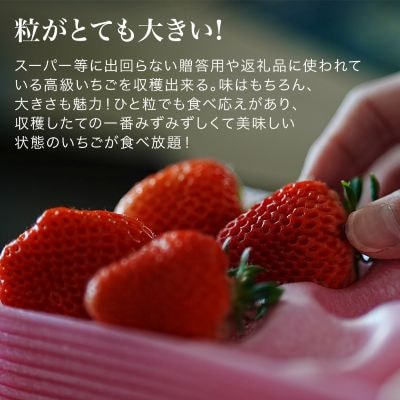 いちご狩り体験チケット 60分食べ放題 大人1名分 丸北いちご農園
