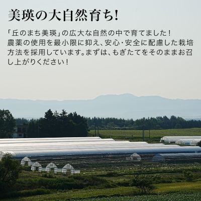 いちご狩り体験チケット 60分食べ放題 大人1名分 丸北いちご農園