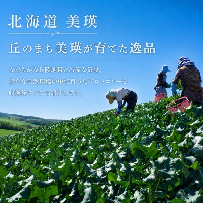 【令和8年産】ブロッコリー 5株 Lサイズ 北海道 美瑛産 舟山農園