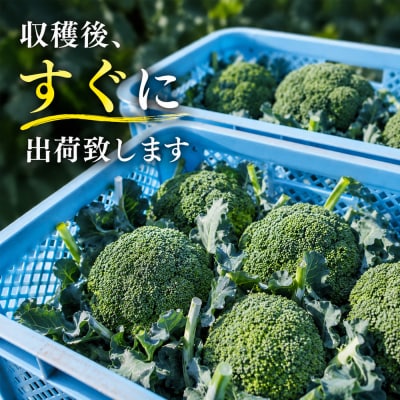 【令和8年産】ブロッコリー 5株 Lサイズ 北海道 美瑛産 舟山農園