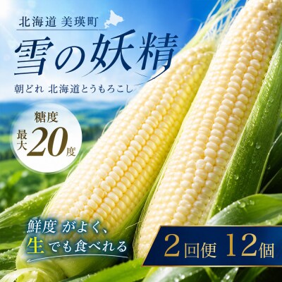 とうもろこし 雪の妖精 12本 定期便 2回 北海道 令和8年産