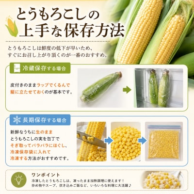 【令和8年産予約受付】とうもろこし ドルチェドリーム 20本 MARUMOスイートコーン 本山農場