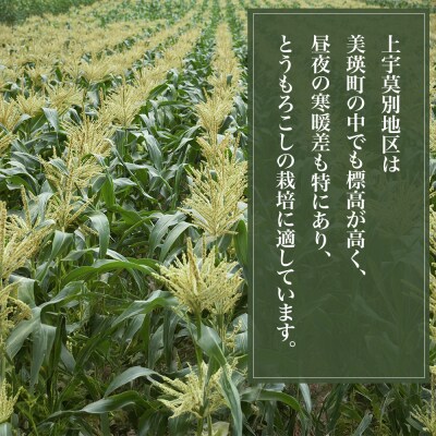 【先行予約】北海道 とうもろこし(黄色)8本 イエローコーン 令和8年産 おおとり