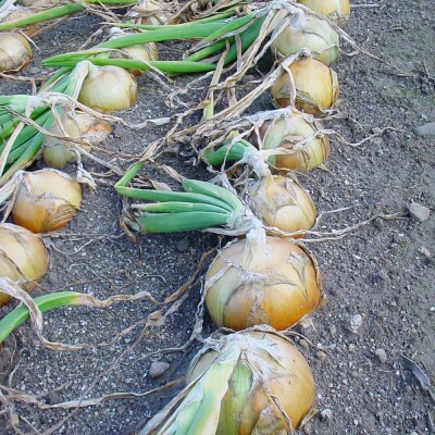 【先行予約】北海道 玉ねぎ 10kg <令和8年産 > おおとり 美瑛町