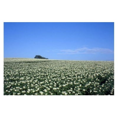 【令和9年産 先行予約】じゃがいも かぼちゃ 10kg 詰め合わせ セット 野菜セット サスケの家