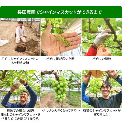 特大房!大きく実った特大シャインマスカット 約800g以上(1房) H004-152