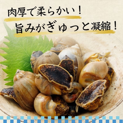 陸奥湾産　アワビつぶ(おでんつぶ)