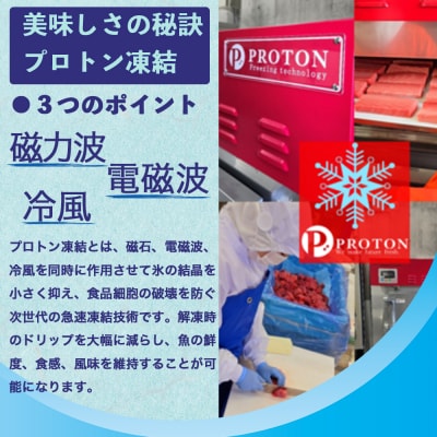 津軽海峡大間産　極上本マグロ　刺身用サク大トロ