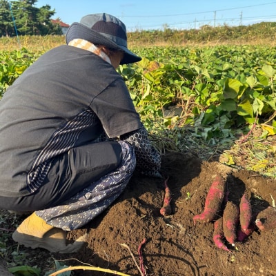 【期間限定発送】土付き 農家直送 紅はるか 3kg さつまいも