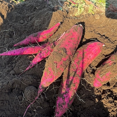 【期間限定発送】土付き 農家直送 紅はるか 3kg さつまいも