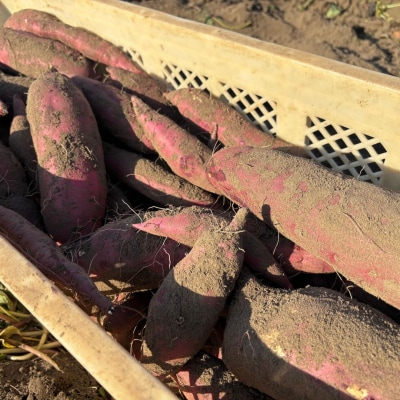 【期間限定発送】土付き 農家直送 さつまいも3種詰合せ 3kg 紅はるか 農家おまかせ