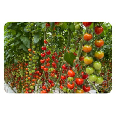 むつ市産　寅福菜園の「ミニトマト」4㎏