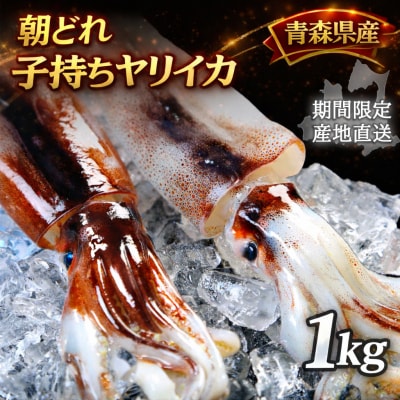 産地直送!　津軽海峡　大畑港産　朝獲れ子持ちヤリイカ 1kg 