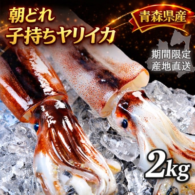 産地直送!　津軽海峡　大畑港産　朝獲れ子持ちヤリイカ 2kg 