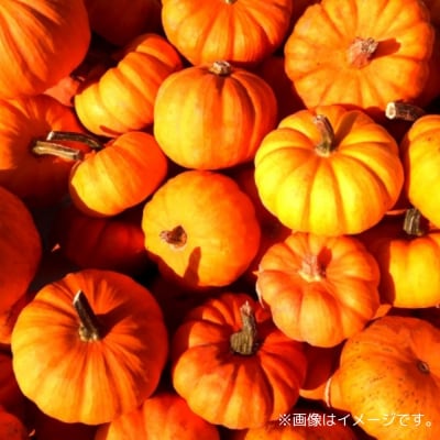 ＜2027年10月初旬よりお届け＞ハロウィンかぼちゃ Lまたは2L玉2個  SBTL015