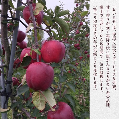<2025年11月初旬よりお届け> 壮瞥町産りんご 「おいらせ」約3kg SBTF005