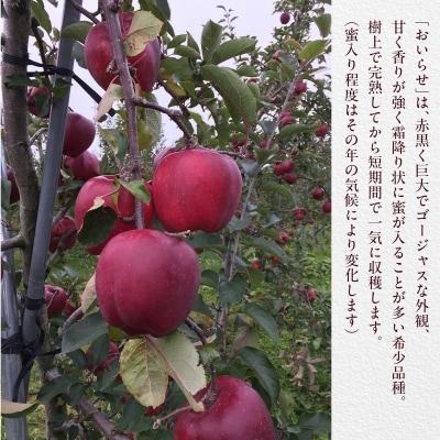 <2026年11月初旬よりお届け> 壮瞥町産りんご 「おいらせ」7～10玉約3kg SBTF005