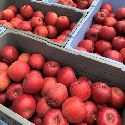 <2025年12月上旬よりお届け>壮瞥町産りんご 「サンふじ」約3kg  SBTF006