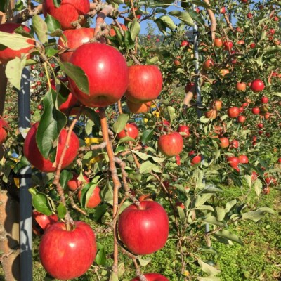 <2026年9月下旬からお届け> 壮瞥町産りんご 「サンつがる」8～11玉約3kg SBTF001