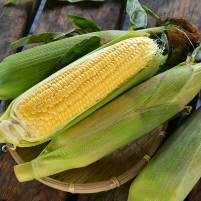 <定期便 8月・9月朝採り>産地直送 北海道壮瞥町産 とうもろこし黄・白 食べ比べ SBTP011