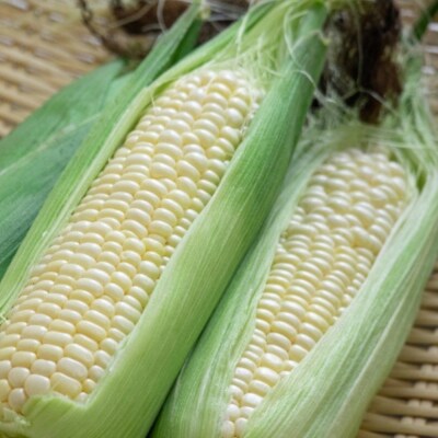 <定期便 8月・9月朝採り>産地直送 北海道壮瞥町産 とうもろこし黄・白 食べ比べ SBTP011