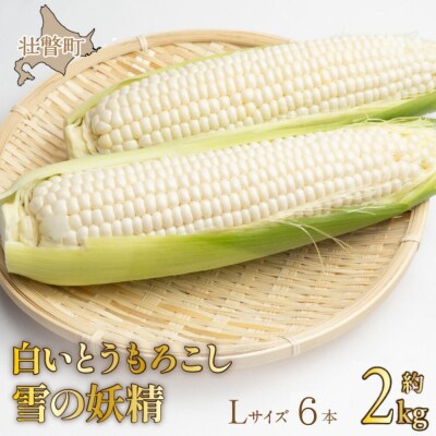 <2026年8月下旬よりお届け>白いとうもろこし『雪の妖精』 6本(約2kg)  SBTQ005
