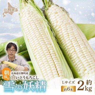 <2026年8月下旬よりお届け>白いとうもろこし『雪の妖精』 6本(約2kg)  SBTQ005