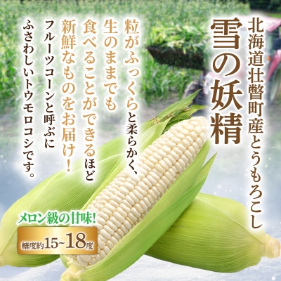<2026年8月下旬よりお届け>白いとうもろこし『雪の妖精』 6本(約2kg)  SBTQ005