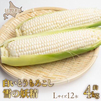 <2026年8月下旬よりお届け>白いとうもろこし『雪の妖精』 12本(約4kg) SBTQ001