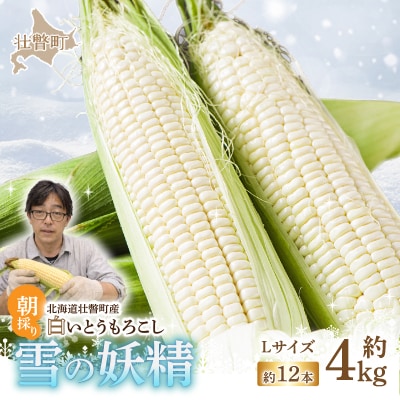 <2026年8月下旬よりお届け>白いとうもろこし『雪の妖精』 12本(約4kg) SBTQ001