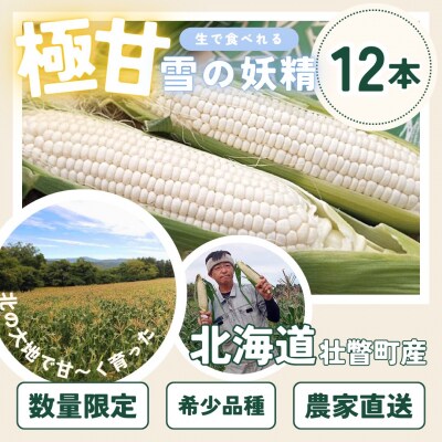 <2026年8月下旬よりお届け>白いとうもろこし『雪の妖精』 12本(約4kg) SBTQ001