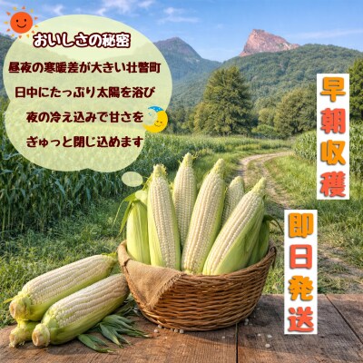 <2026年8月下旬よりお届け>白いとうもろこし『雪の妖精』 12本(約4kg) SBTQ001