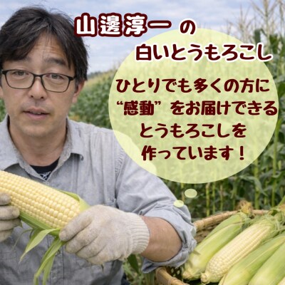 <2026年8月下旬よりお届け>白いとうもろこし『雪の妖精』 12本(約4kg) SBTQ001