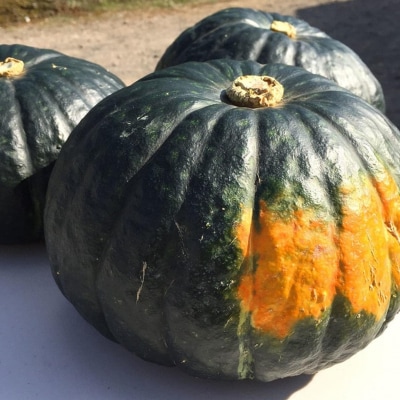 <2026年9月初旬よりお届け>清水農園のかぼちゃ『甘旨』約10kg (4～6玉)  SBTO013