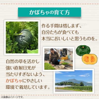 <2026年9月初旬よりお届け>清水農園のかぼちゃ『甘旨』約10kg (4～6玉)  SBTO013