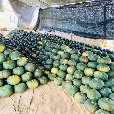 <2026年9月初旬よりお届け>清水農園のかぼちゃ『甘旨』約10kg (4～6玉)  SBTO013