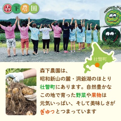 <2026年9月下旬よりお届け>北海道壮瞥町産じゃがいも(とうや)Lサイズ10kg SBTN005