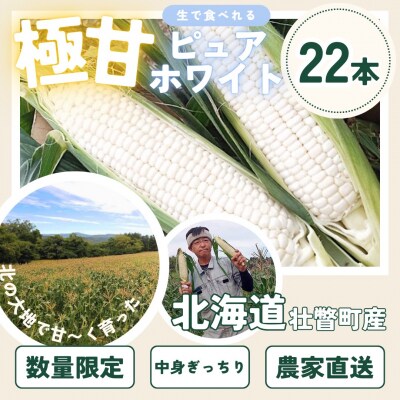 <2026年8月中旬よりお届け>ホワイトコーン『ピュアホワイト』 22本(約10kg)SBTQ002