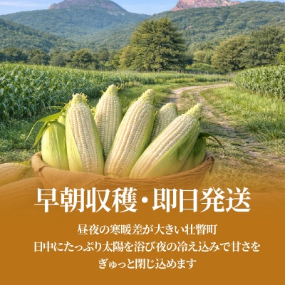 <2026年8月中旬よりお届け>ホワイトコーン『ピュアホワイト』 22本(約10kg)SBTQ002