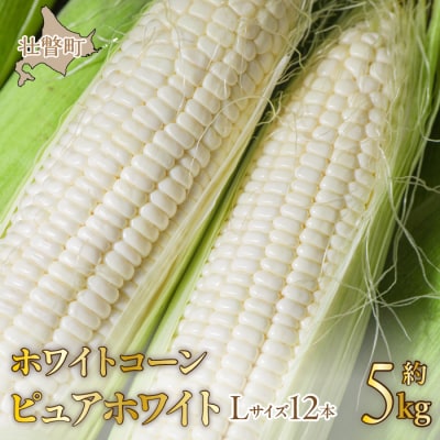 <2026年8月中旬よりお届け>ホワイトコーン『ピュアホワイト』 12本(約5kg) SBTQ003