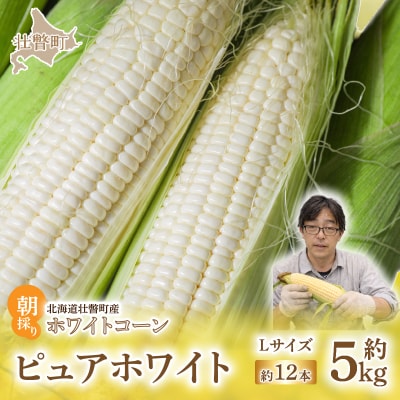 <2026年8月中旬よりお届け>ホワイトコーン『ピュアホワイト』 12本(約5kg) SBTQ003