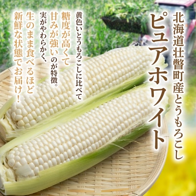 <2026年8月中旬よりお届け>ホワイトコーン『ピュアホワイト』 12本(約5kg) SBTQ003