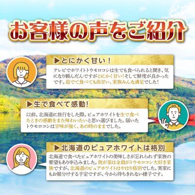 <2026年8月中旬よりお届け>ホワイトコーン『ピュアホワイト』 12本(約5kg) SBTQ003