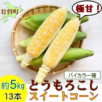 <2026年8月上旬よりお届け>とうもろこし(スイートコーン)13本 約5kg SBTN001