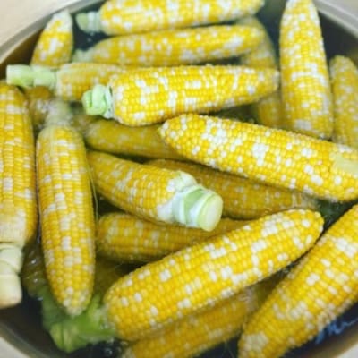 <2026年8月上旬よりお届け>とうもろこし(スイートコーン)13本 約5kg SBTN001