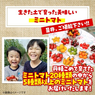 【2027年発送】大作農園のカラフルミニトマト約1.5kg(5種以上) SBTR002