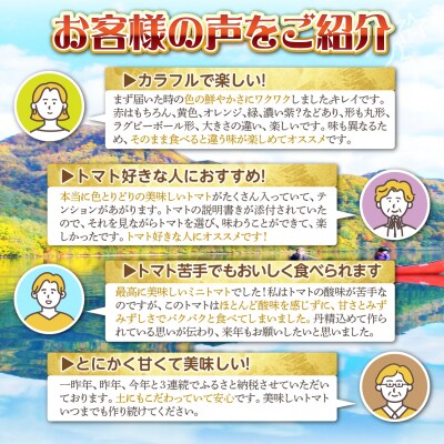 <2026年7月上旬よりお届け>大作農園のカラフルミニトマト約1.5kg(5種以上) SBTR002