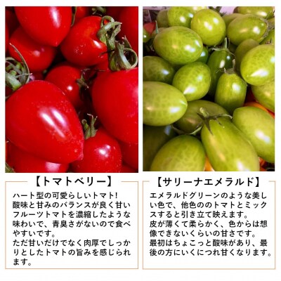 <2026年7月上旬よりお届け>北海道壮瞥産　彩りミニトマト約2.7kg SBTO004