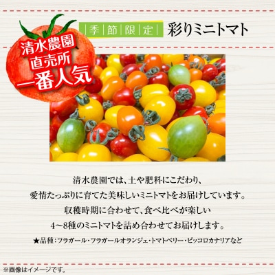 <2026年7月上旬よりお届け>北海道壮瞥産　彩りミニトマト約2.7kg SBTO004