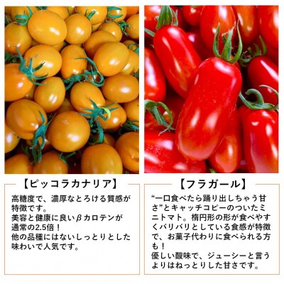 <2026年7月上旬よりお届け>北海道壮瞥産　彩りミニトマト約2.7kg SBTO004
